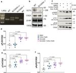 RyR2 Antibody in Western Blot (WB)