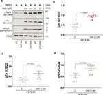 RyR2 Antibody in Western Blot (WB)
