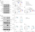 RyR2 Antibody in Western Blot (WB)