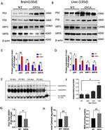 SOD1 Antibody in Western Blot (WB)