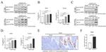 CH25H Antibody in Western Blot (WB)