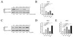 CH25H Antibody in Western Blot (WB)