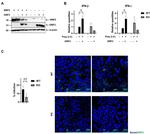 RNF5 Antibody in Western Blot (WB)