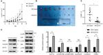 KLF14 Antibody in Western Blot (WB)