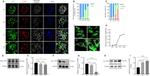 TERT Antibody in Western Blot (WB)