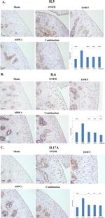 IL-17A Antibody in Immunohistochemistry (IHC)