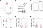 IP3 Receptor 1 Antibody in Western Blot (WB)