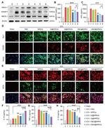 ABCA1 Antibody in Western Blot (WB)