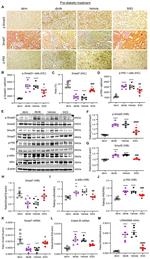 SMAD3 Antibody in Western Blot (WB)