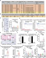 MUC4 Antibody in Immunohistochemistry (IHC)
