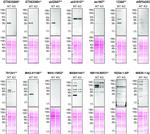 APOE Antibody in Western Blot (WB)