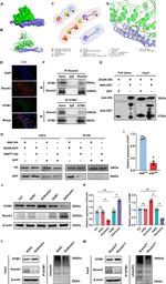 STIM1 Antibody in Western Blot (WB)