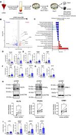 ORM1 Antibody in Western Blot (WB)
