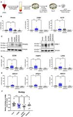 ORM1 Antibody in Western Blot (WB)