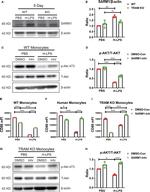 SARM Antibody in Western Blot (WB)