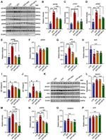 Phospho-Tau (Ser199) Antibody in Western Blot (WB)