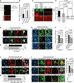 S6 Antibody in Western Blot (WB)
