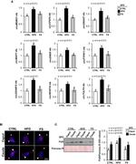 FUS Antibody in Western Blot (WB)