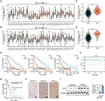 DTX2 Antibody in Western Blot, Immunohistochemistry (WB, IHC)