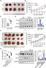 DTX2 Antibody in Western Blot (WB)