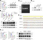 IFITM1 Antibody in Western Blot (WB)