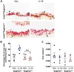 CREB Antibody in Immunohistochemistry (IHC)