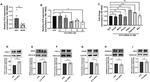 PACS2 Antibody in Western Blot (WB)