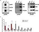 CD63 Antibody in Western Blot (WB)