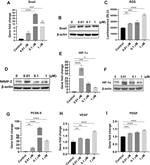 SNAIL Antibody in Western Blot (WB)