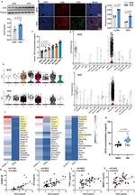 Grancalcin Antibody in Western Blot (WB)