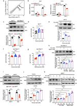 AID Antibody in Western Blot (WB)