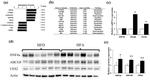 CES2 Antibody in Western Blot (WB)