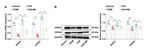 GPR41 Antibody in Western Blot (WB)
