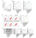 GPR41 Antibody in Western Blot (WB)