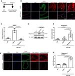 ZC3H12A Antibody in Western Blot, Immunohistochemistry (WB, IHC)