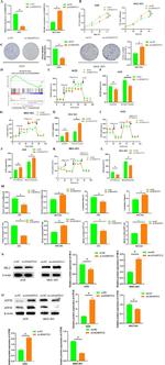 ATP5E Antibody in Western Blot (WB)