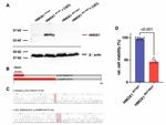HMOX1 Antibody in Western Blot (WB)