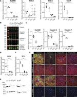 EpCAM Antibody in Western Blot (WB)