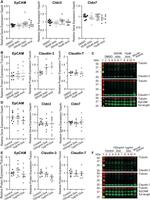 EpCAM Antibody in Western Blot (WB)