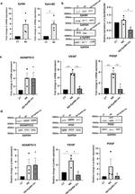 Phospho-EphB4 (Tyr987) Antibody in Western Blot (WB)