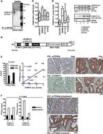 POM121 Antibody in Immunohistochemistry (IHC)