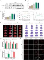 CMKLR1 Antibody in Western Blot (WB)