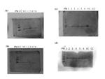 beta Actin Antibody in Western Blot (WB)