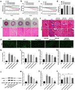 ANP Antibody in Western Blot (WB)