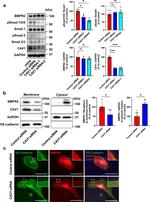 BMPR2 Antibody in Western Blot (WB)