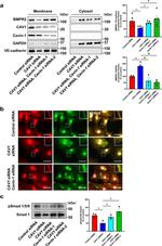 BMPR2 Antibody in Western Blot (WB)