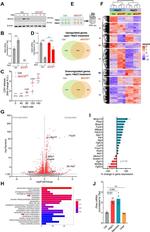 NFAT5 Antibody in Western Blot (WB)