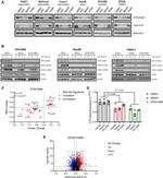 ATR Antibody in Western Blot (WB)