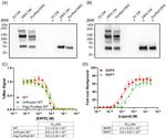 FAM132B Antibody in Western Blot (WB)