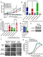 CD24 Antibody in Western Blot (WB)